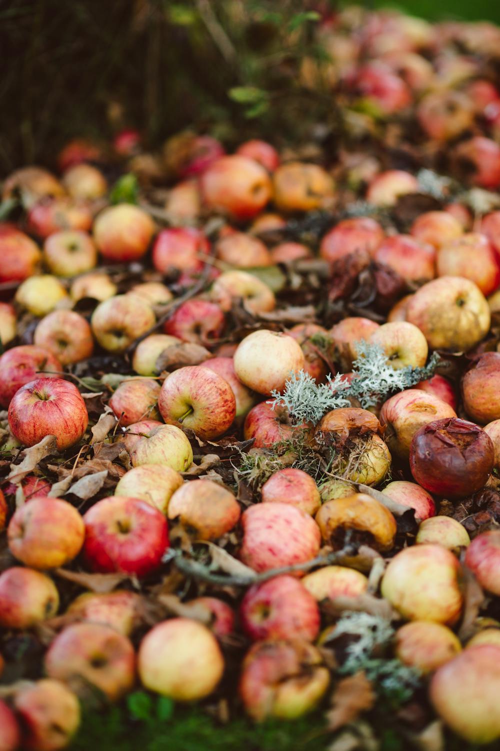 Fireball Apple Cider Cocktail