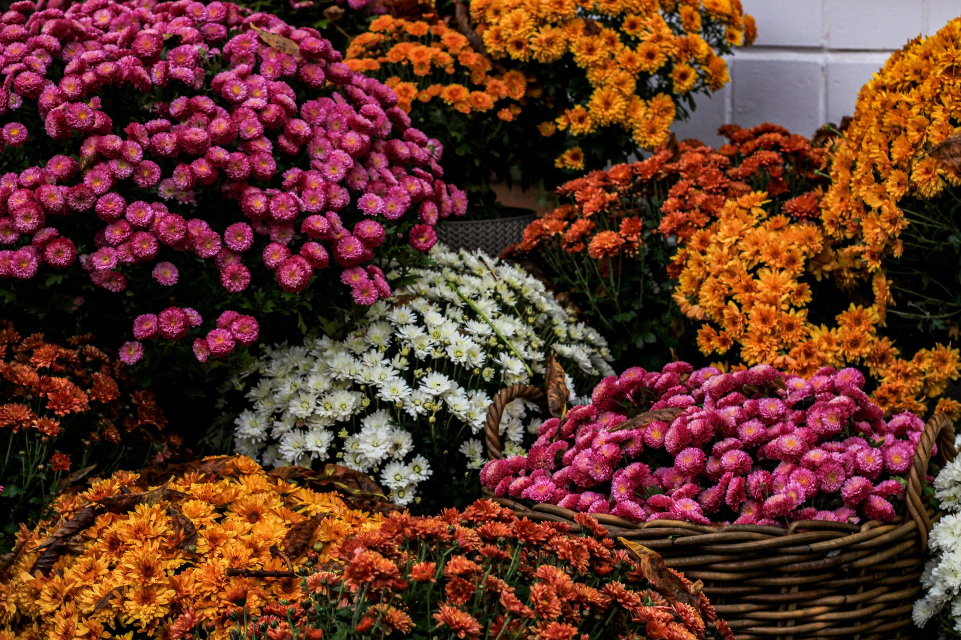 代表的な秋の花の種類