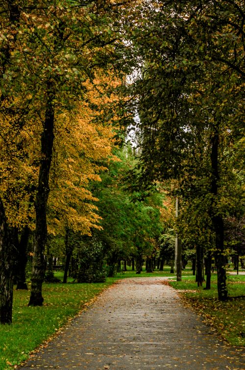 Free A peaceful pathway lined with vibrant autumn foliage in a tranquil park setting. Stock Photo