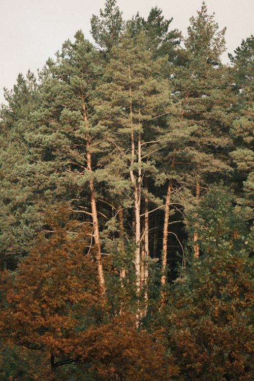 Free Scenic view of a dense pine forest during fall in Pylypovychi, Kyiv Oblast. Stock Photo
