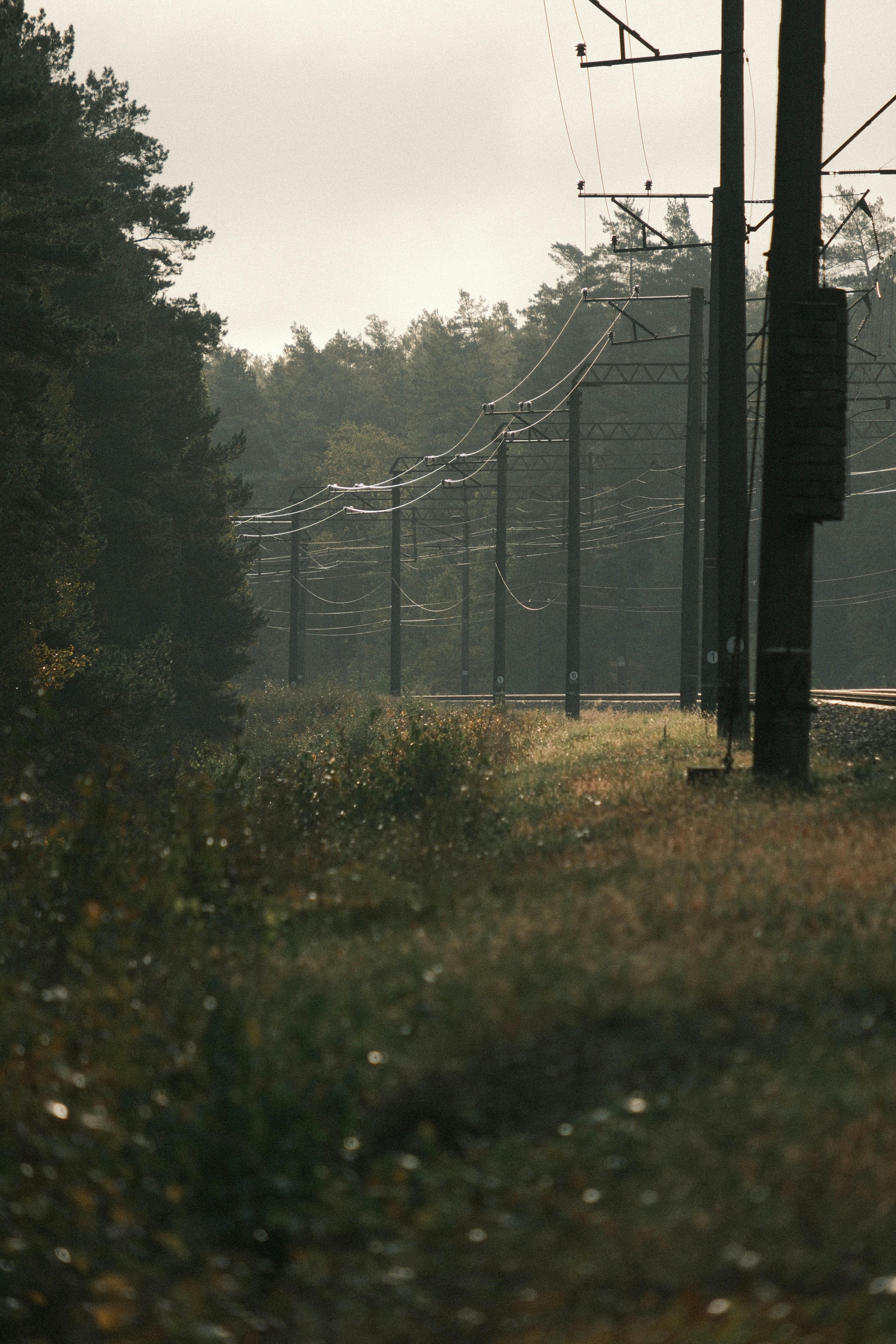 Tranquil scene of power lines through a forest in Pylypovychi, Ukraine.