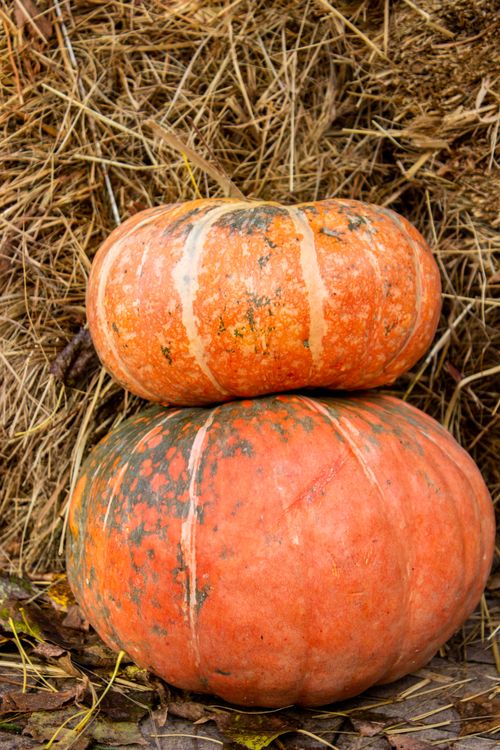 Free Two orange pumpkins stacked on a bed of straw, perfect autumn harvest scene. Stock Photo