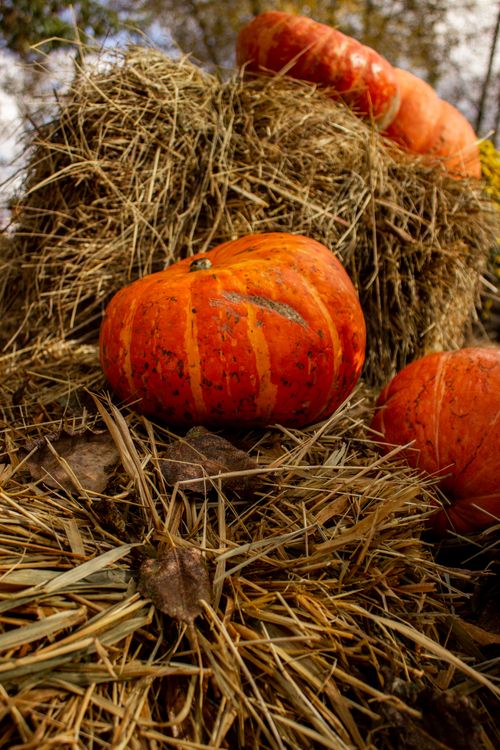 Free Colorful pumpkins resting on hay bales, showcasing the autumn harvest outdoors. Stock Photo