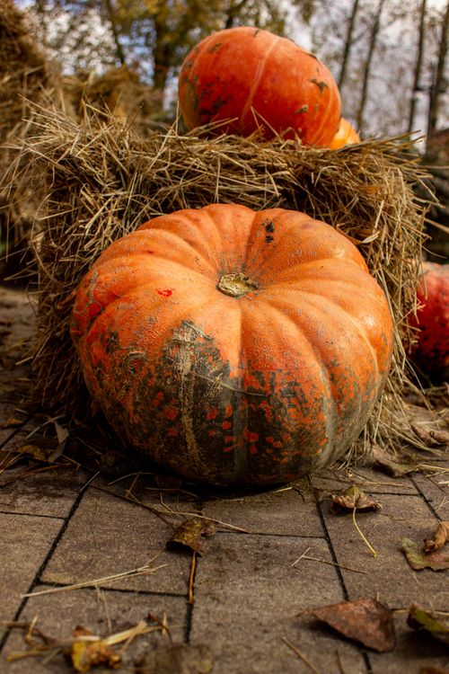 Free A detailed view of an orange pumpkin on a haystack, evoking a fall harvest theme. Stock Photo