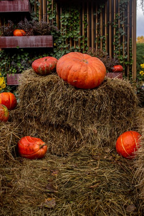 Free Colorful pumpkins on hay bales in a charming autumn outdoor setting. Stock Photo