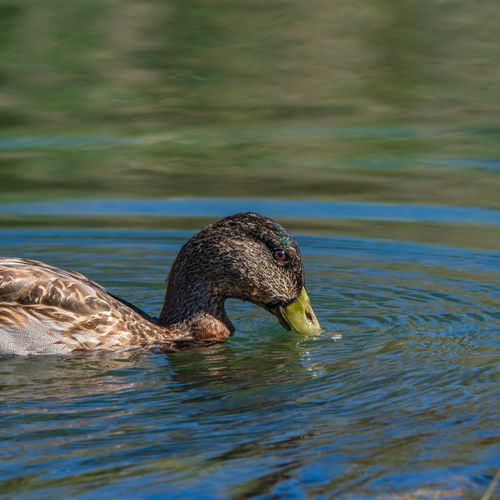 Free Close-up of a mallard duck swimming gracefully in a lake in Antalya, Türkiye. Stock Photo