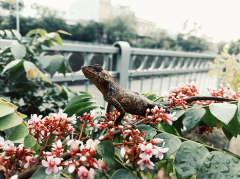 chameleon photo