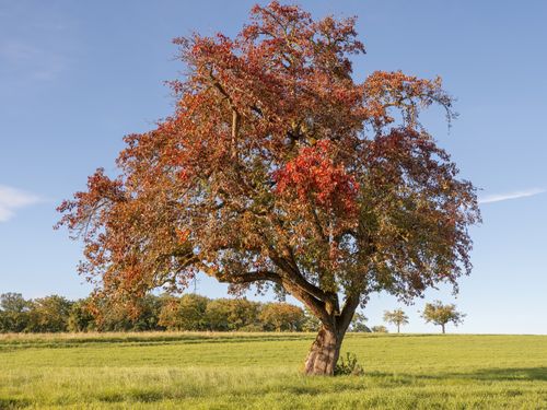 Free A majestic tree with autumn foliage standing alone in a grassy field under a clear blue sky. Stock Photo