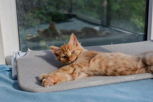 Free A playful ginger kitten stretches comfortably on a window perch, basking in the sun. Stock Photo