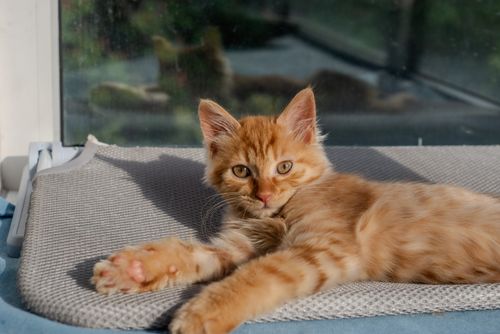 Free Adorable ginger kitten lounging comfortably indoors by a sunny window. Stock Photo