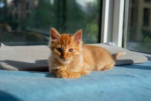 Free Adorable ginger kitten lounging in sunlight by the window indoors. Stock Photo