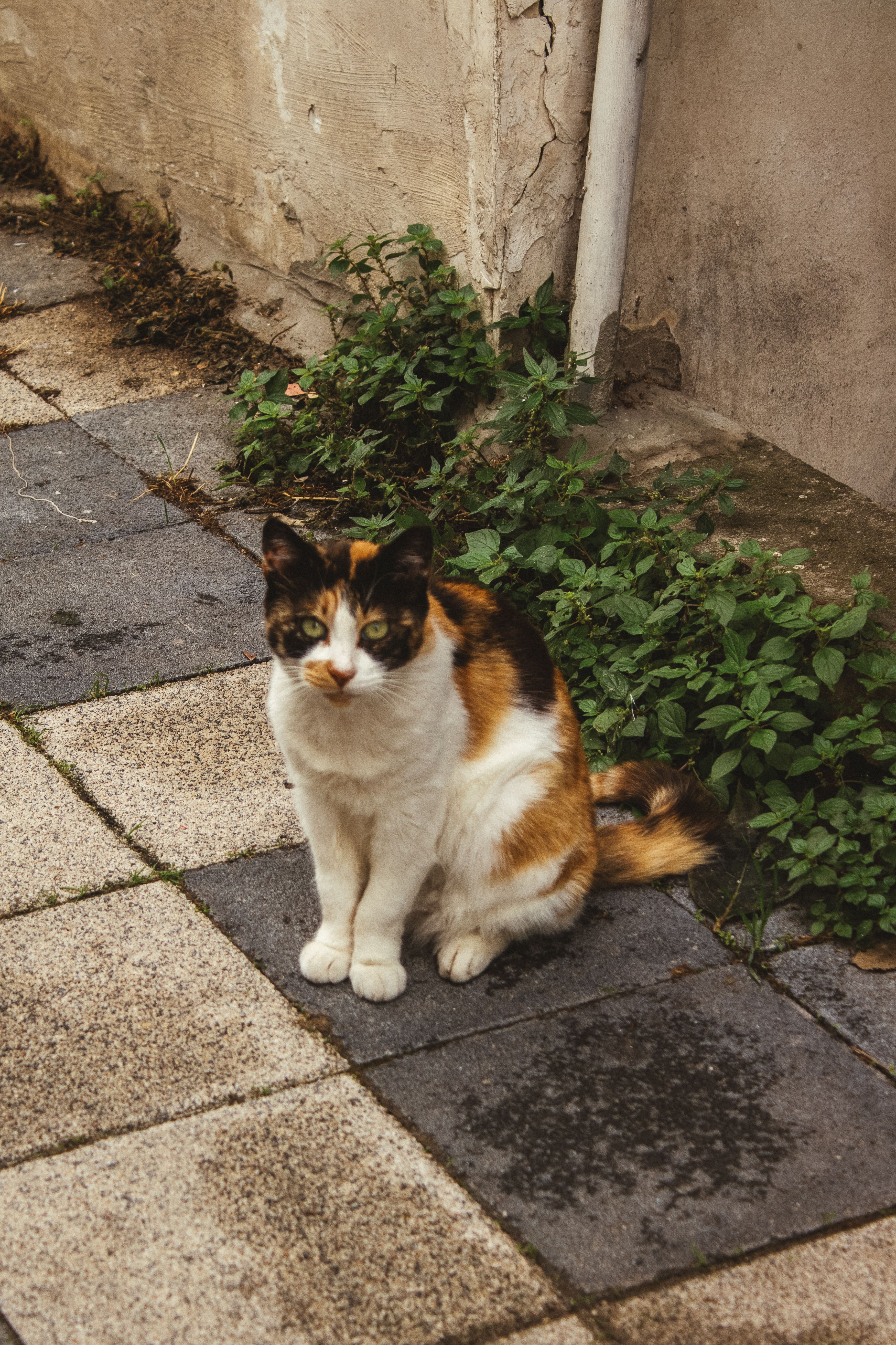 Adorable Calico Cat Sitting on Pavement · Free Stock Photo
