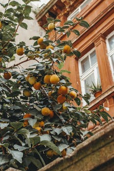 Persimmons on a tree against a rustic brick building facade in autumn.