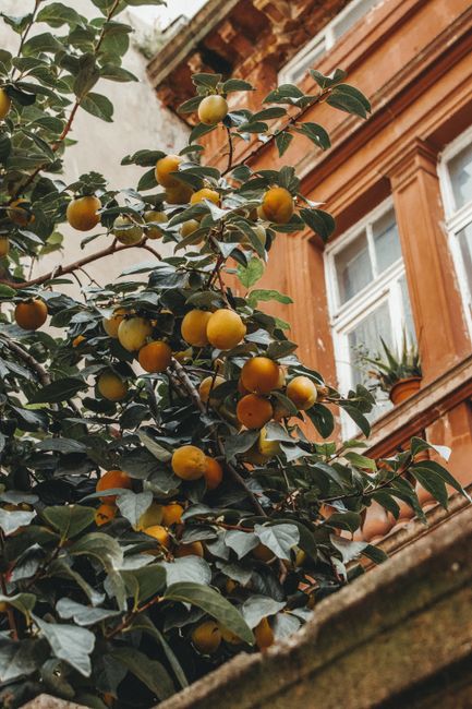Persimmons on a tree against a rustic brick building facade in autumn.