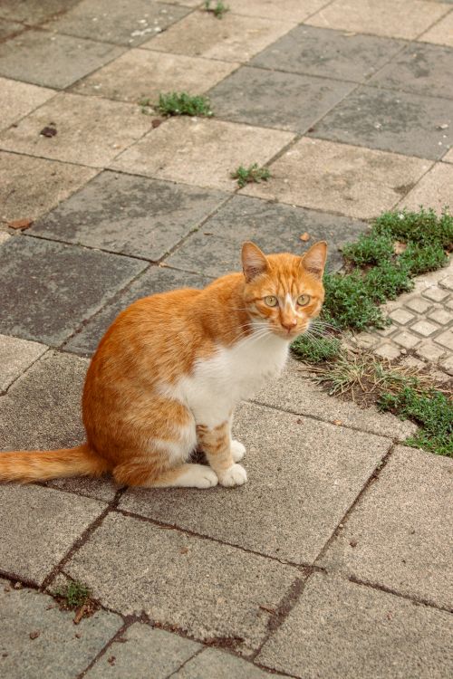 Free Charming ginger cat with white fur patches resting on stone paving in an outdoor setting. Stock Photo