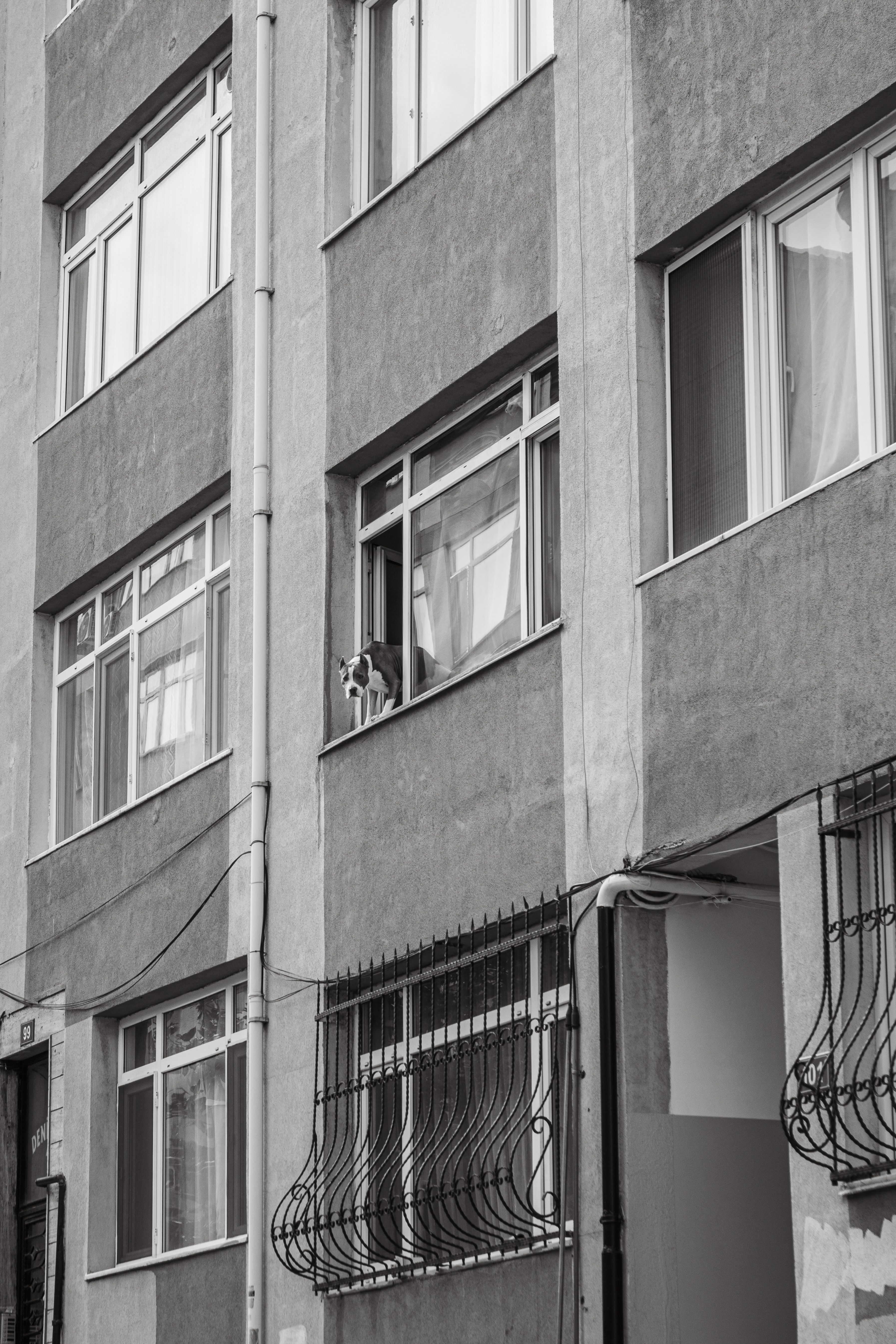 Dog waiting near an apartment building entrance