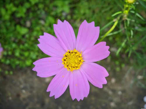 Free A detailed close-up of a vibrant pink cosmos flower with a lush green background. Stock Photo