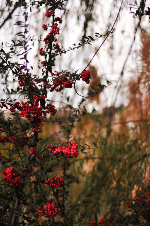 Free Branches of vibrant red berries with blurred autumnal background. Stock Photo