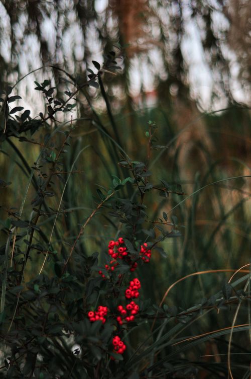 Free Close-up of vibrant red berries amidst lush green foliage, creating a striking contrast in a natural setting. Stock Photo