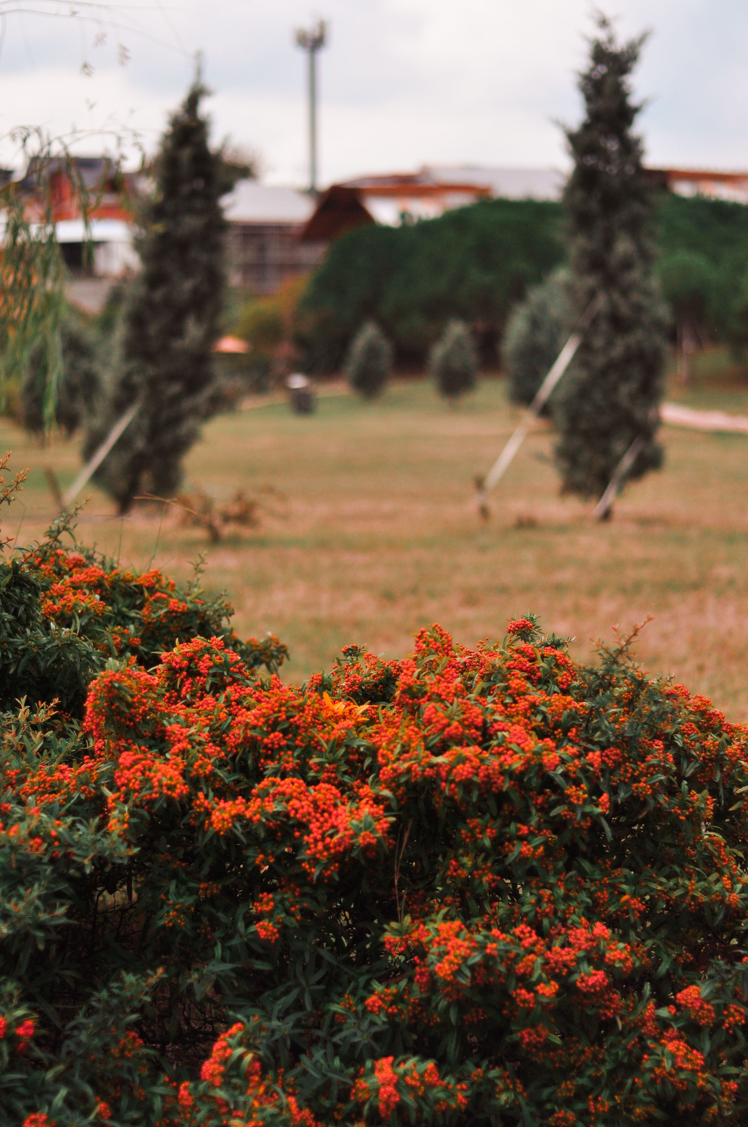 Gratuit Gros plan de baies orange vibrantes dans un parc avec une atmosphère automnale capturée avec le Nikon D90. Photos