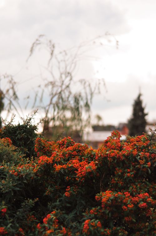 Free Close-up of bright red berries in lush greenery under an overcast sky, captured at dusk. Stock Photo