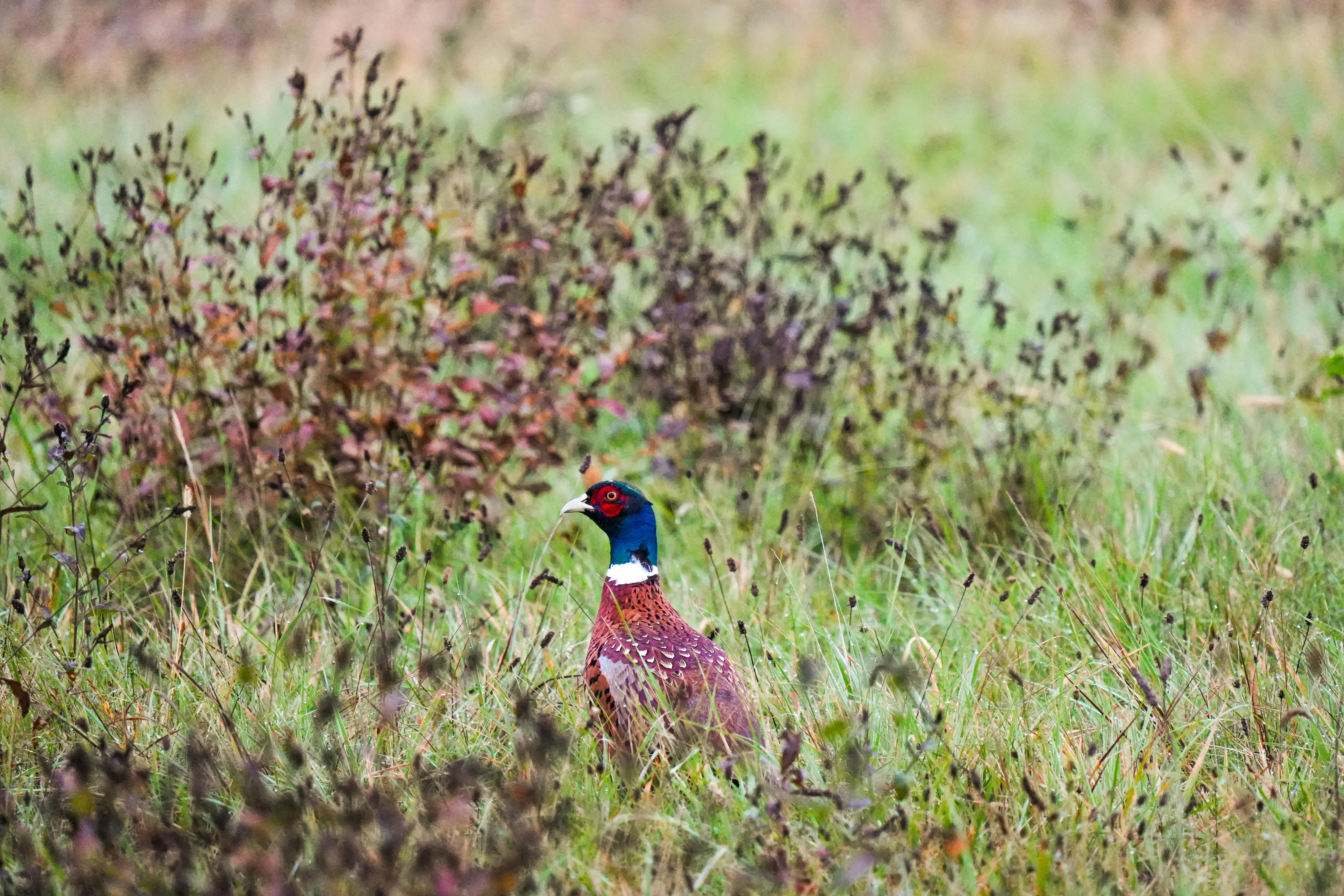 A vibrant pheasant standing in a grassy field, showcasing its colorful plumage.