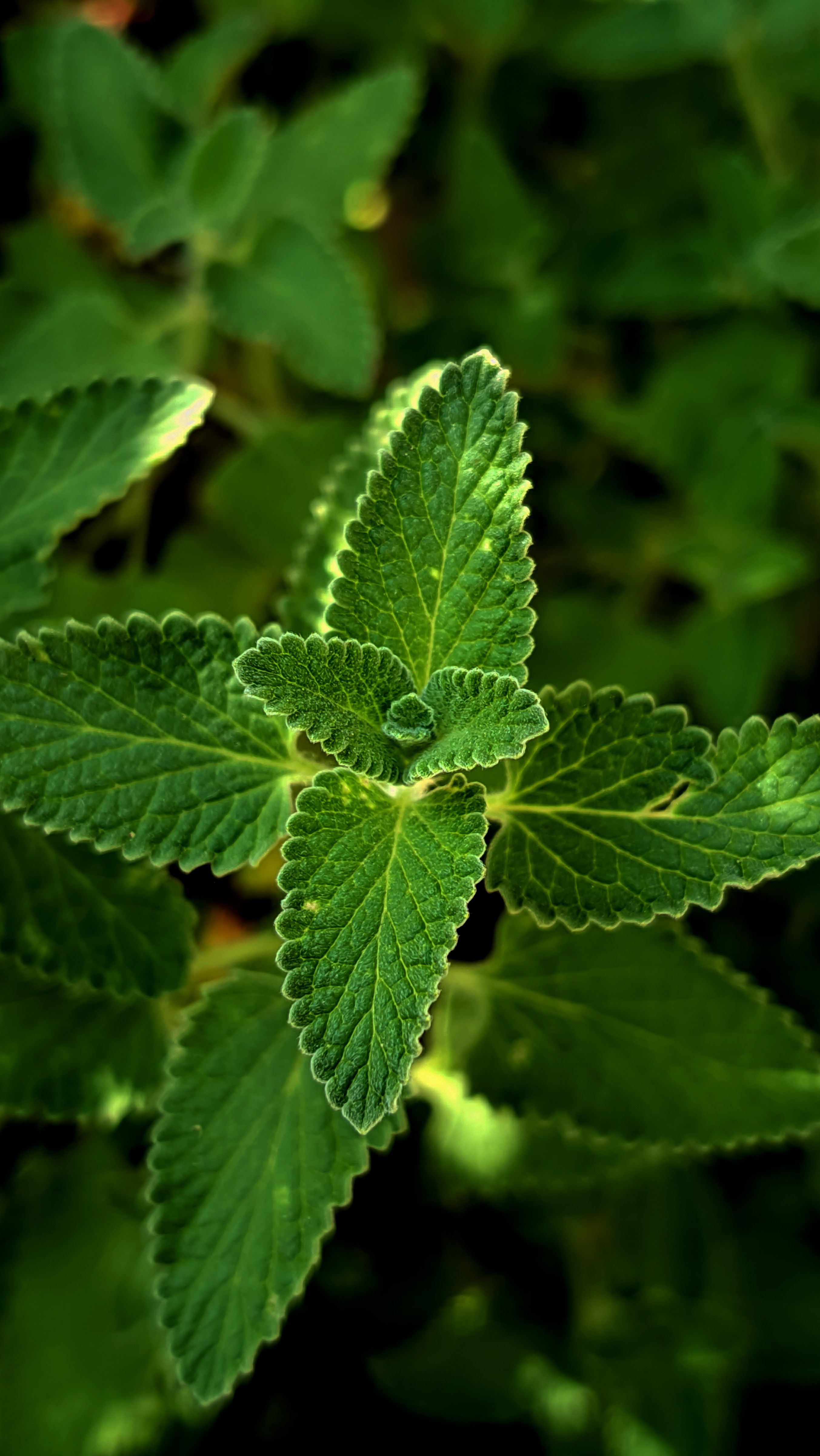 Vibrant close-up of lush green mint leaves basking in sunlight, showcasing intricate leaf patterns.