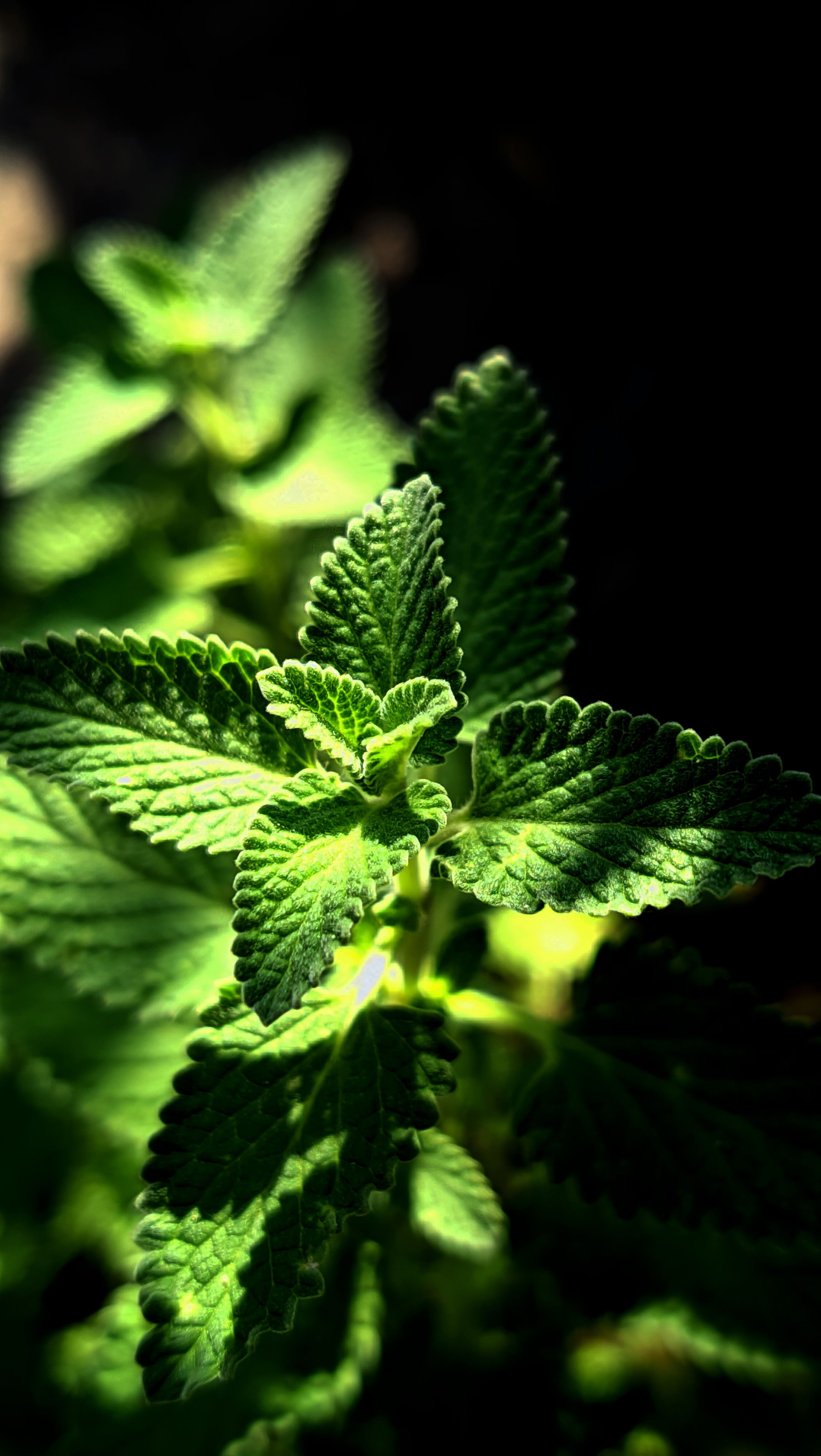 A vibrant photograph showcasing the intricate details of catnip leaves in bright sunlight, highlighting natural green tones.