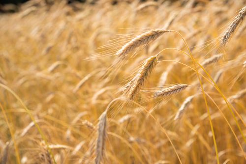 Free Close-up of a golden wheat field bathed in warm afternoon sunlight, emphasizing the texture and color. Stock Photo