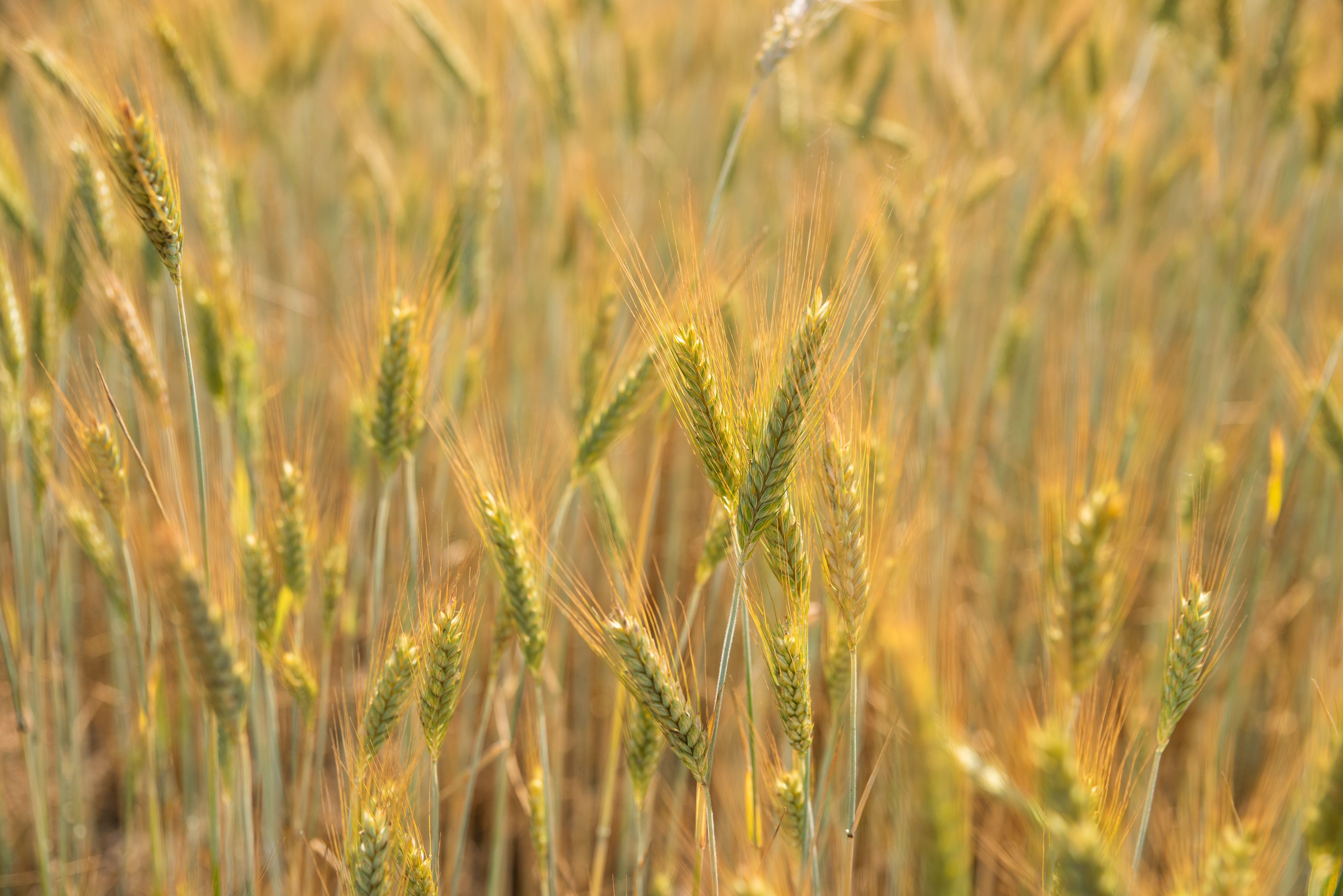 Wheat Prices Surpass $10/Bu in 2026: 5 Strategies for Investors to Con — finance and investment — gold price — 2026