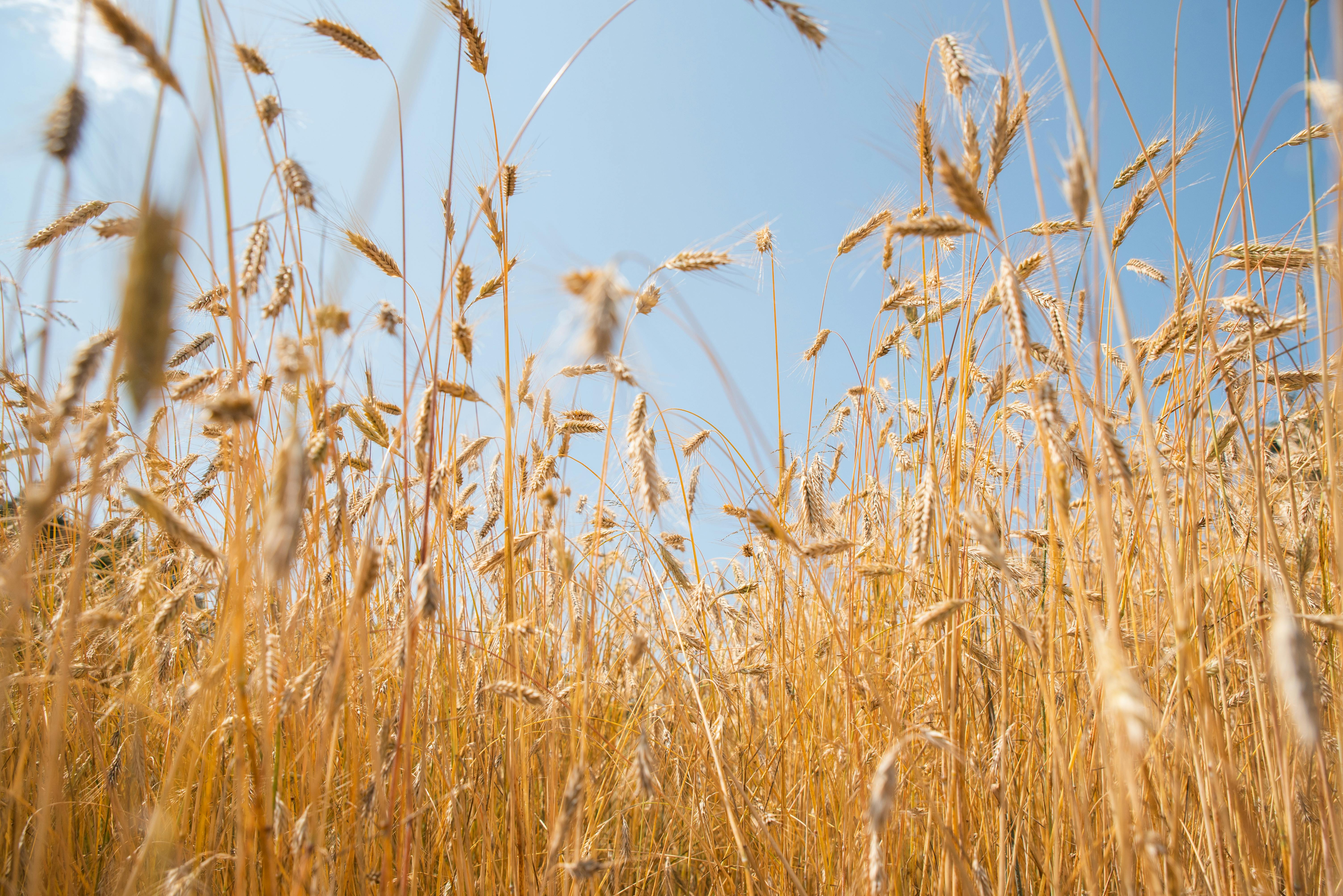wheat ears