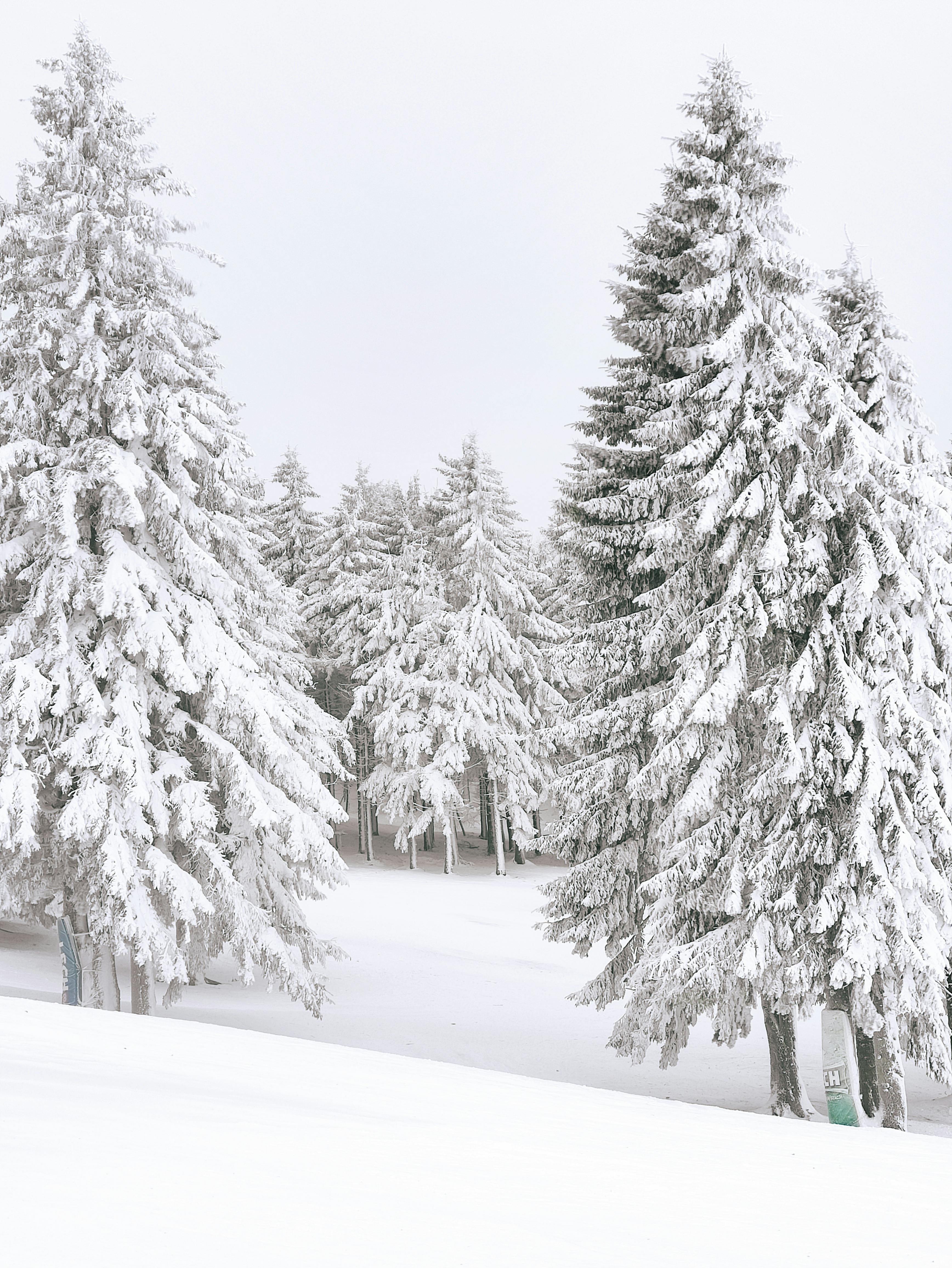 Serene winter landscape with snow-laden pine trees creating a peaceful forest scene.