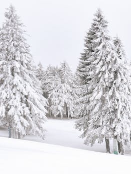 Serene winter landscape with snow-laden pine trees creating a peaceful forest scene.