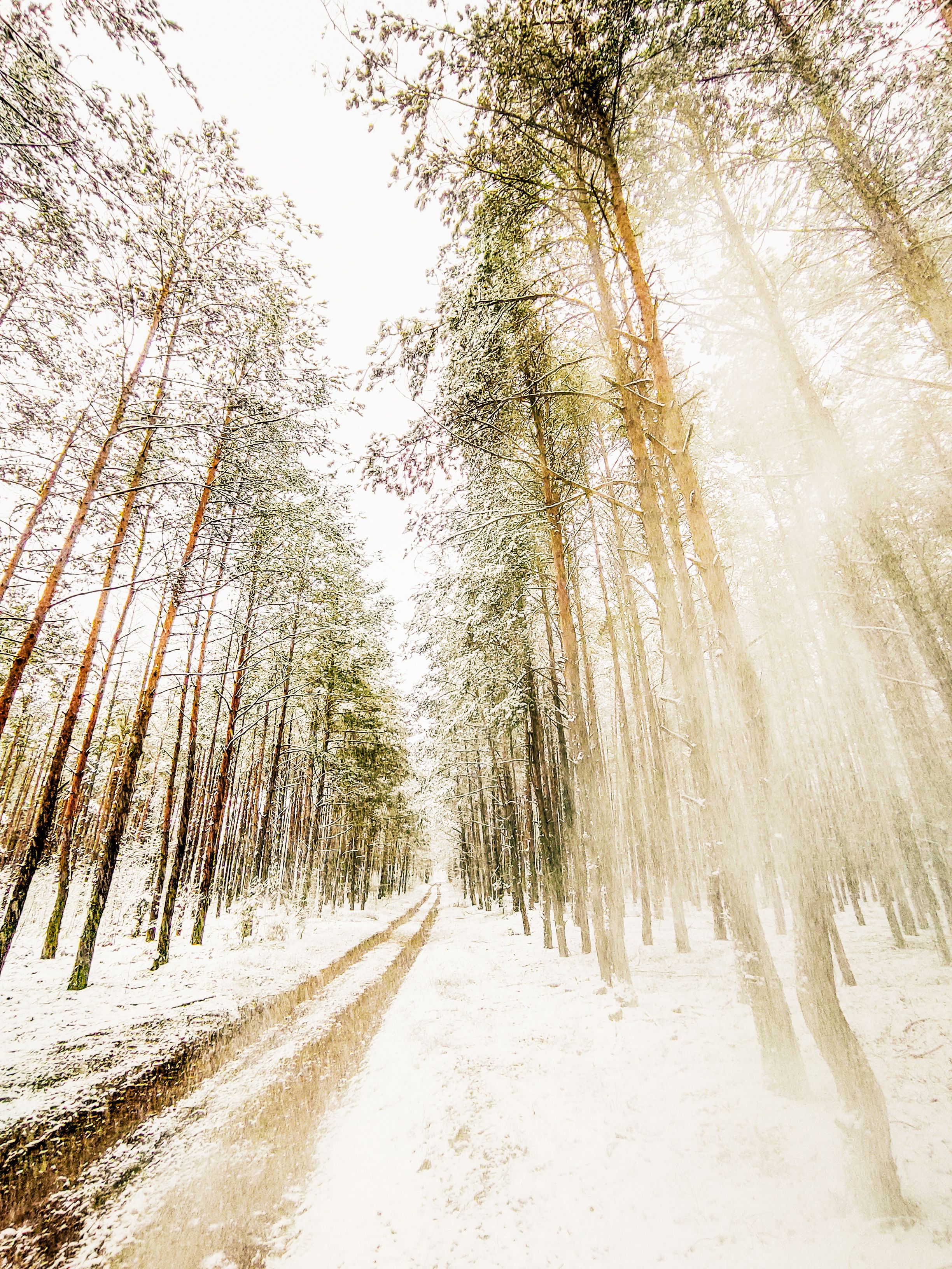 Serene Snowy Forest Path in Winter Wonderland · Free Stock Photo