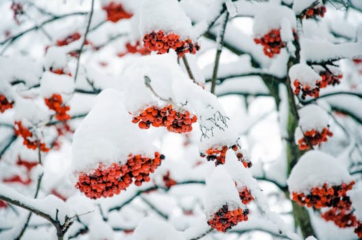 Vibrant red rowan berries covered in snow, capturing the essence of winter's beauty.
