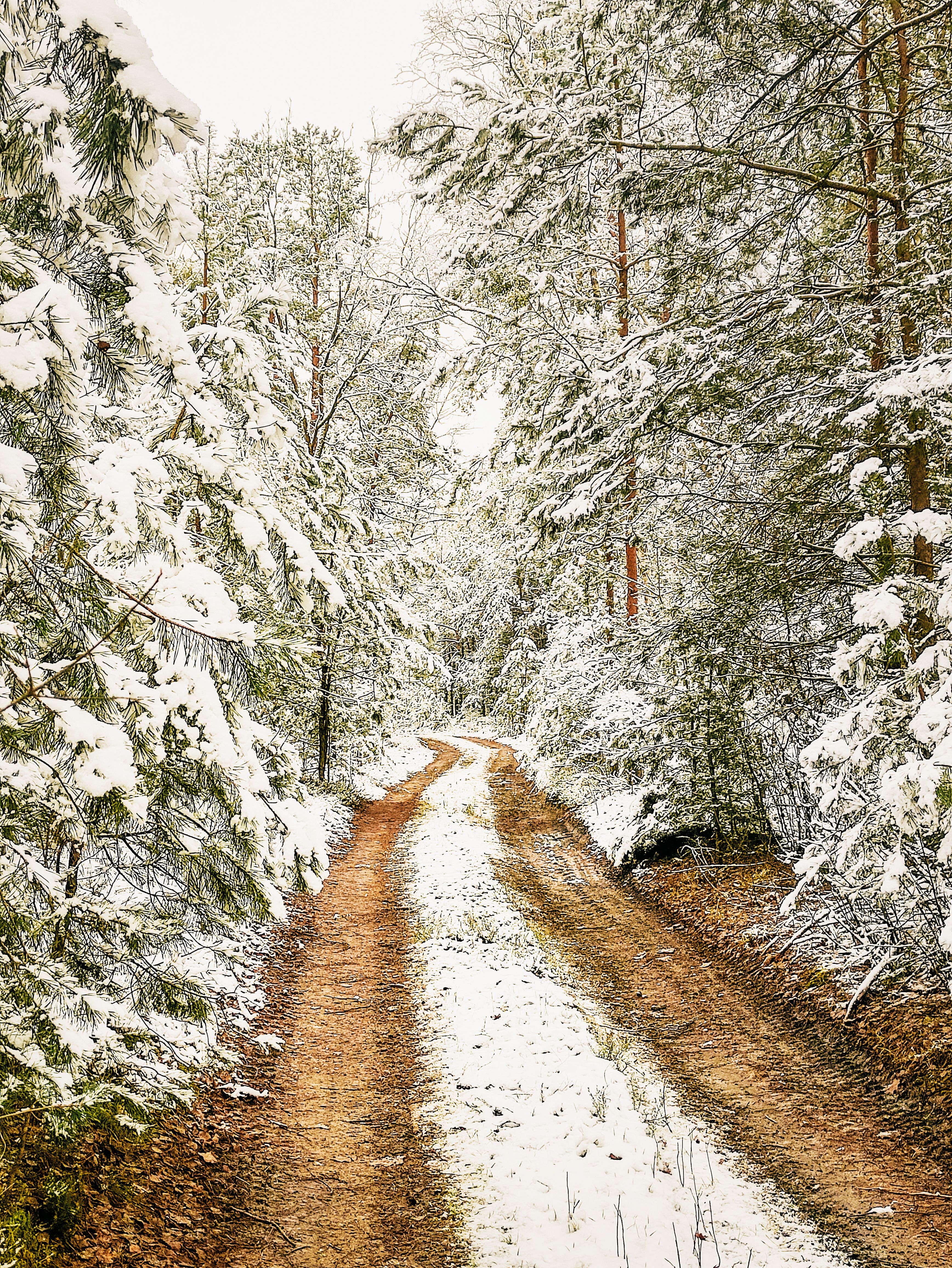 Serene Snowy Forest Road in Winter Landscape · Free Stock Photo
