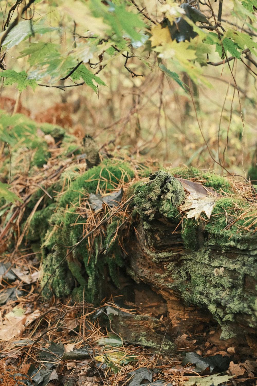 Chocolate-Covered Pretzel Bark Chocolate-Covered Pretzel Bark