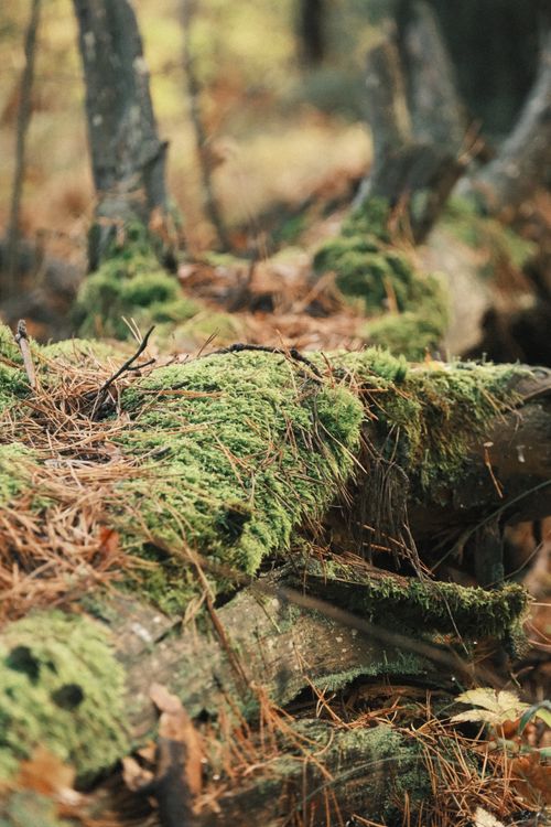 Free Serene view of mossy logs in Pylypovychi, Ukraine forest. Stock Photo