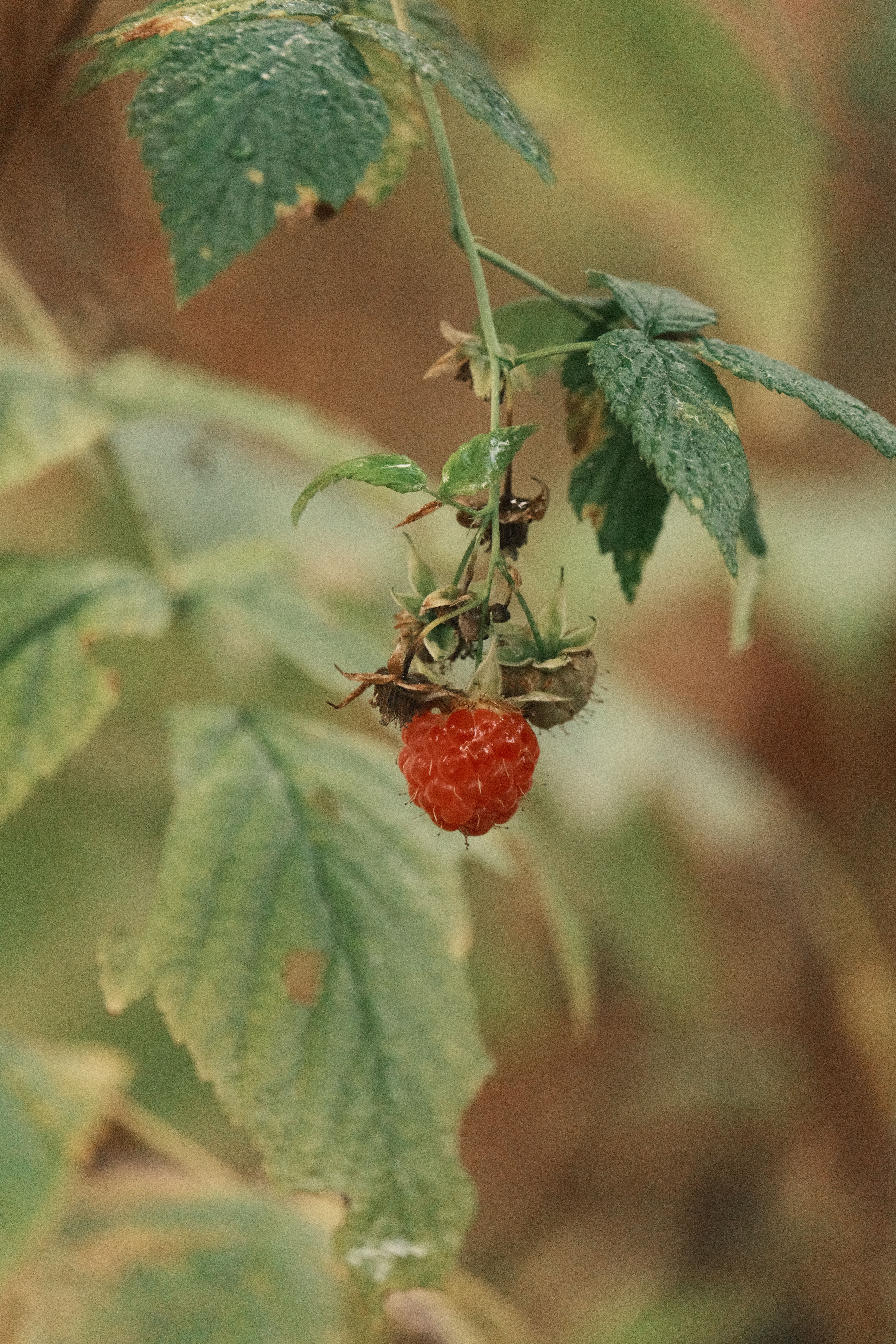 Wild Raspberry Hanging on Leafy Branch · Free Stock Photo
