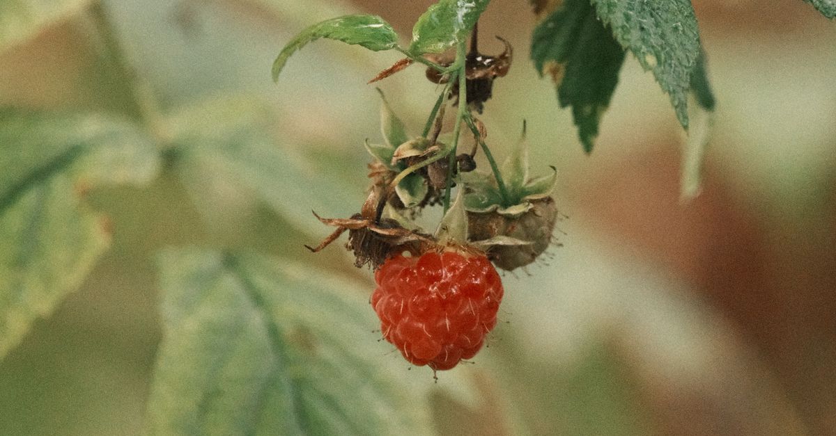 Wild Raspberry Hanging on Leafy Branch · Free Stock Photo