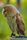 barn owl