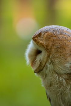 owl photo