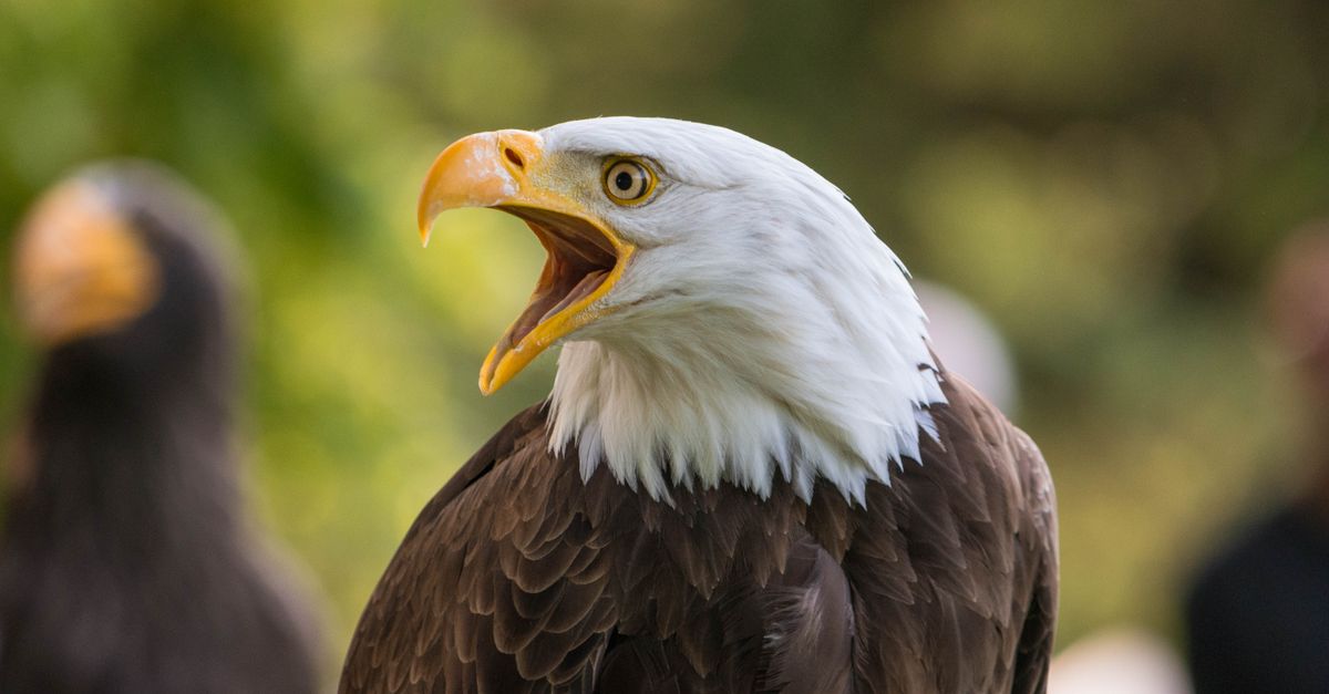 Eagle Inage Majestic Bald Eagle in Natural Habitat · Free Stock Photo