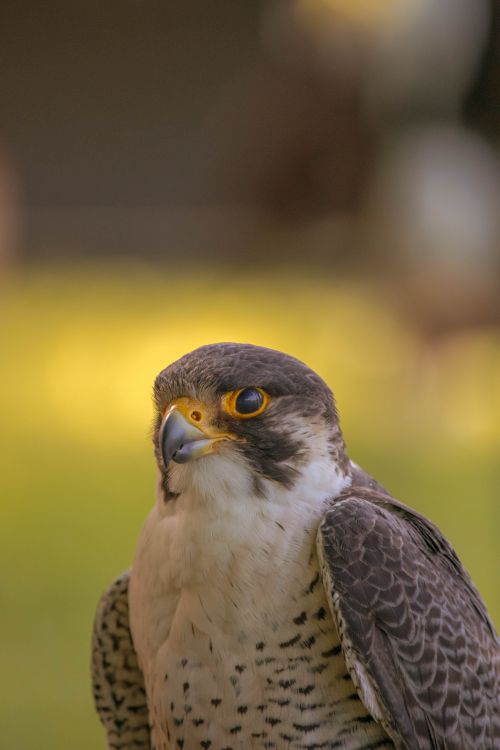 Close Up Of A Peregrine Falcon In Natural Setting Free Stock Photo close-up-of-a-peregrine-falcon-in-natural-setting-free-stock-photo