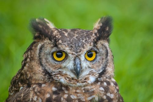 Free Detailed portrait of a Great Horned Owl with vivid yellow eyes in a natural setting in Italy. Stock Photo