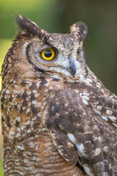 owl photo