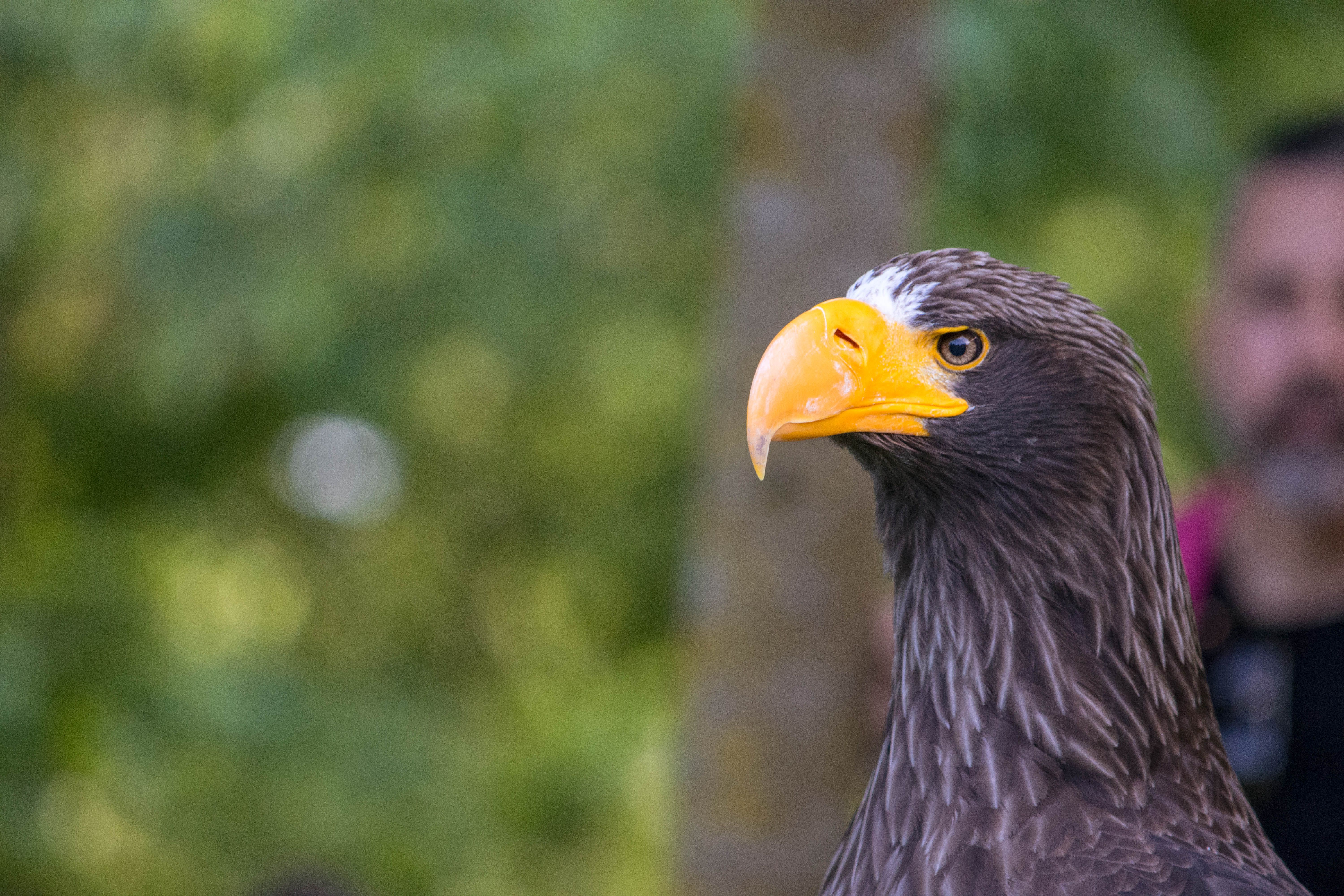 What color are Raptors eyes? - The Institute for Environmental Research ...