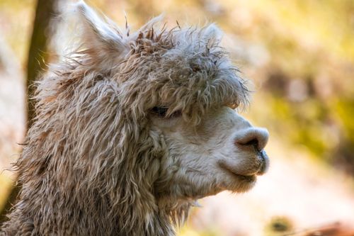 Free Portrait of a fluffy alpaca with its distinctive curly coat, captured at an Italian farm. Stock Photo