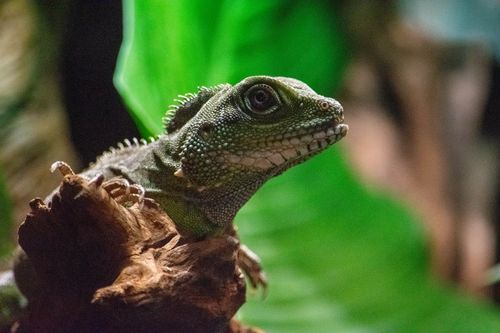 Free Vivid close-up of a green lizard on a branch with lush background, Italia. Stock Photo