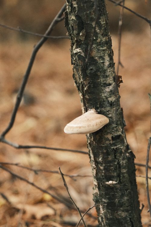 Free Close-up of bracket fungus on a birch tree surrounded by fall foliage in Pylypovychi, Ukraine. Stock Photo